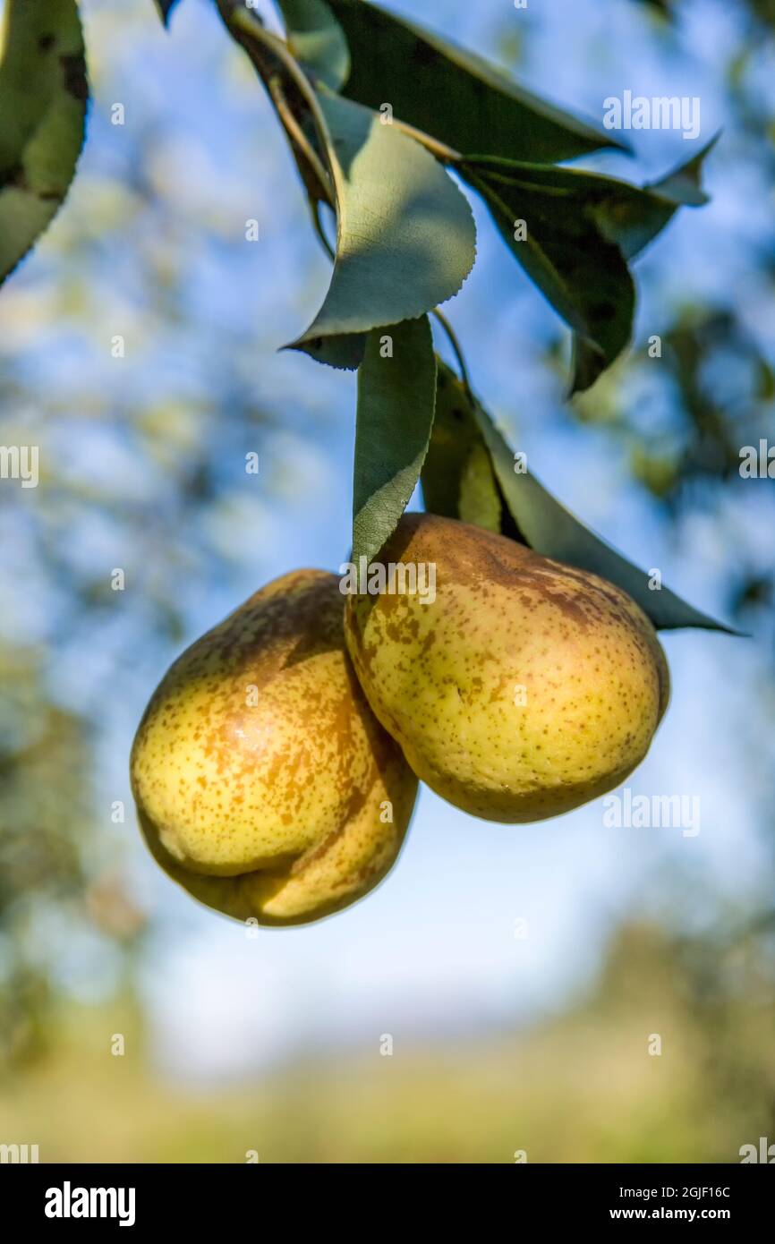 Hood River, Oregon, USA. Bartlett pears on the tree. Stock Photo
