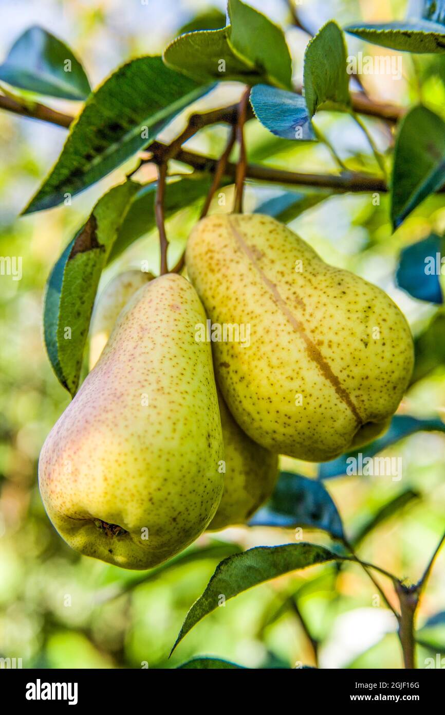 Hood River, Oregon, USA. Bartlett pears on the tree Stock Photo
