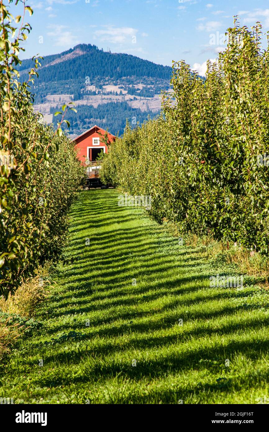 Hood River, Oregon, USA. Rows of Bartlett pear trees and barn. Stock Photo