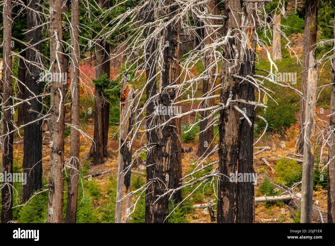 Forest fire effects, Santiam Pass, Oregon, USA Stock Photo