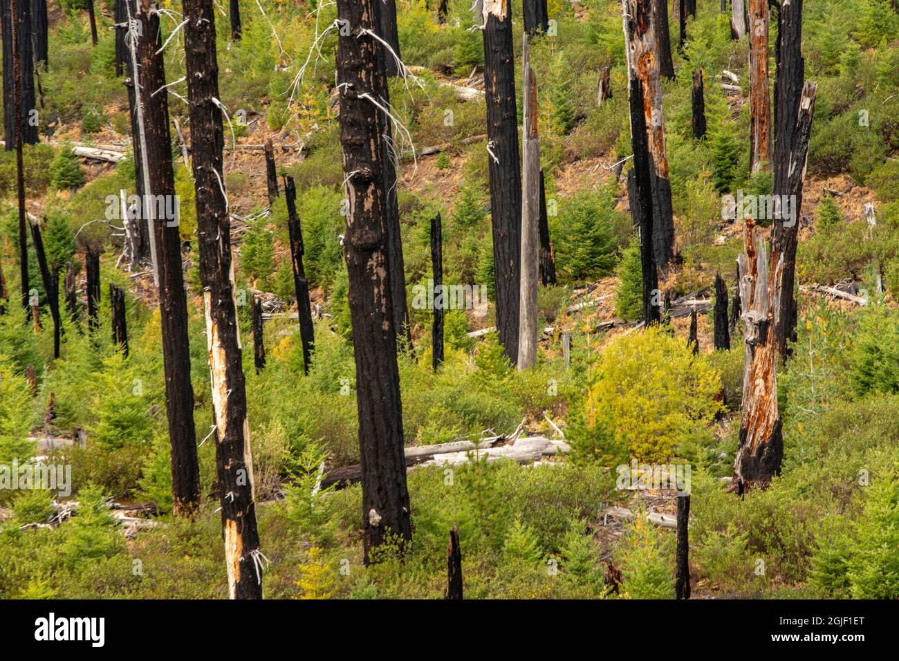 Forest fire effects, Santiam Pass, Oregon, USA Stock Photo