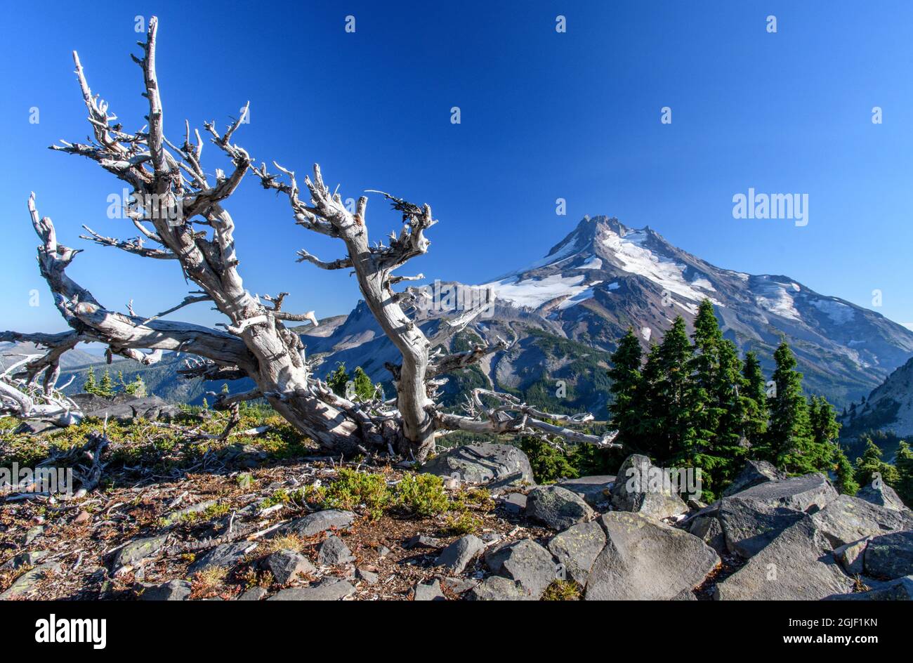 Mt. Jefferson and Gnarled Snag, Mt. Jefferson Wilderness, Oregon Stock Photo