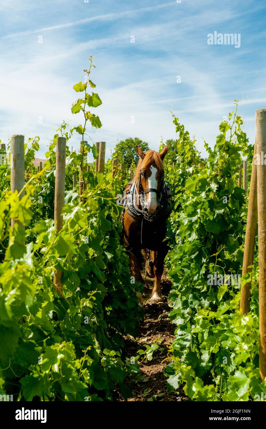 USA, Oregon, Milton-Freewater. A Belgian draft horse cultivates the Syrah rows of Horsepower Vineyards, one of three owned by Cayuse Vineyards. (Edito Stock Photo