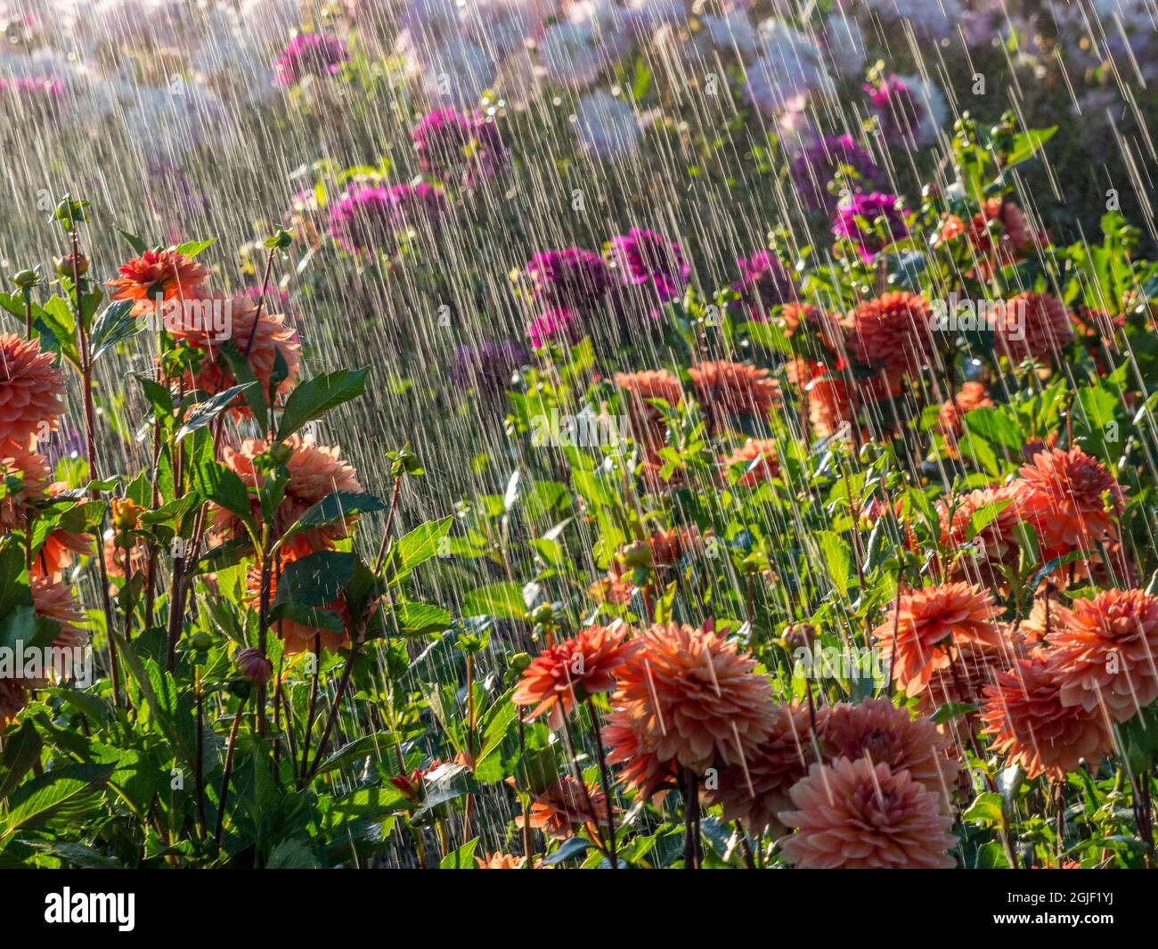 USA, Oregon, Canby, Swam Island Dahlias, water coming down on flowers Stock Photo