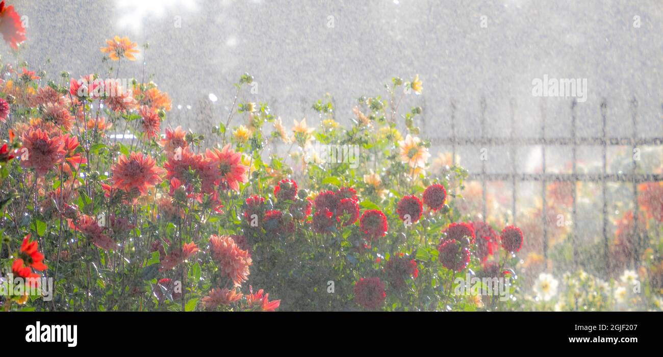USA, Oregon, Canby, Swam Island Dahlias, water coming down on flowers Stock Photo