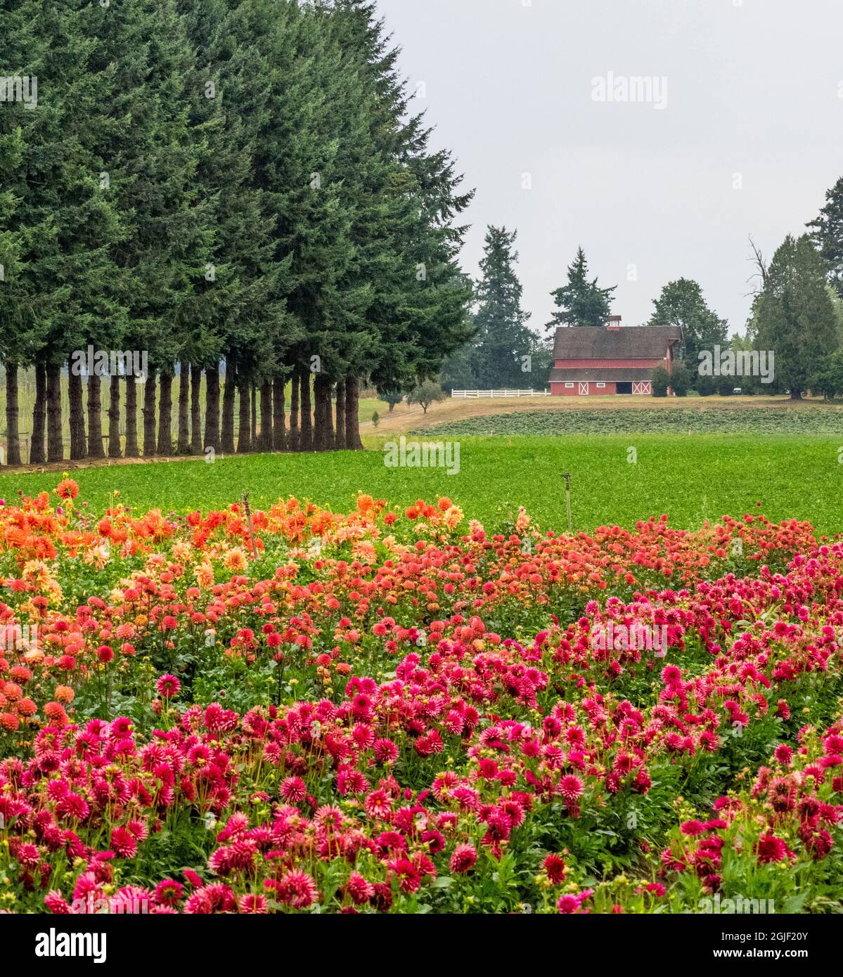 USA, Oregon, Canby, Pacific Northwest Swan Island Dahlia Garden with row after row of Dahlias Stock Photo