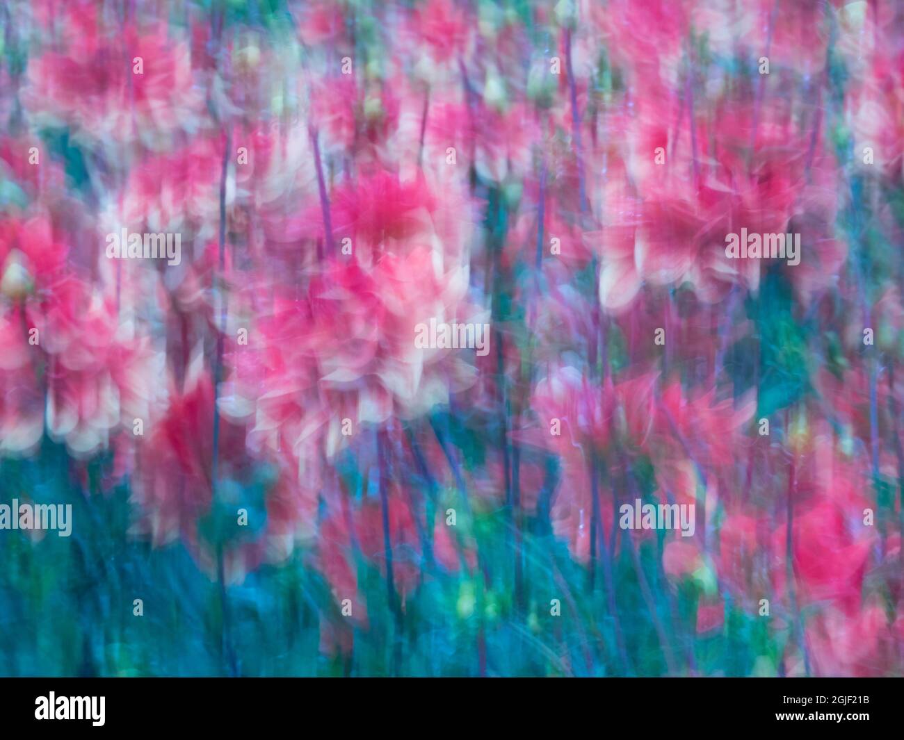 USA, Oregon, Canby Swan Island Dahlia farm and Dahlias in motion blur Stock Photo