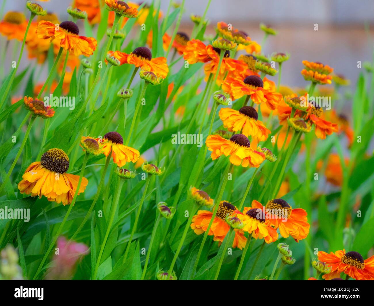 USA, Oregon, Canby, Swan Island Dahlias garden summertime with display of Sneeze weed Stock Photo