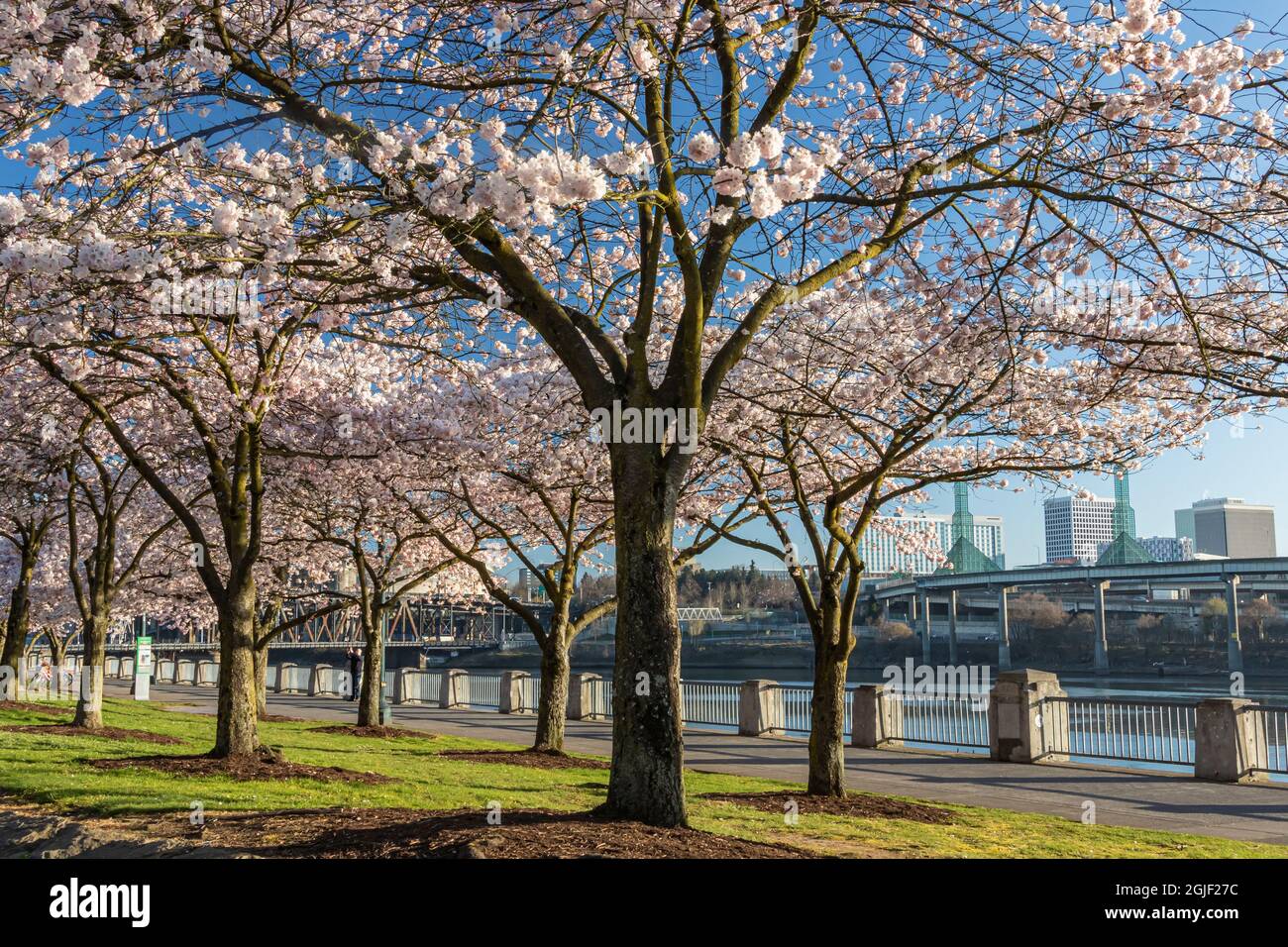 Portland, Oregon. Cherry trees in bloom at Tom McCall Waterfront Park on the Willamette River in downtown. Stock Photo