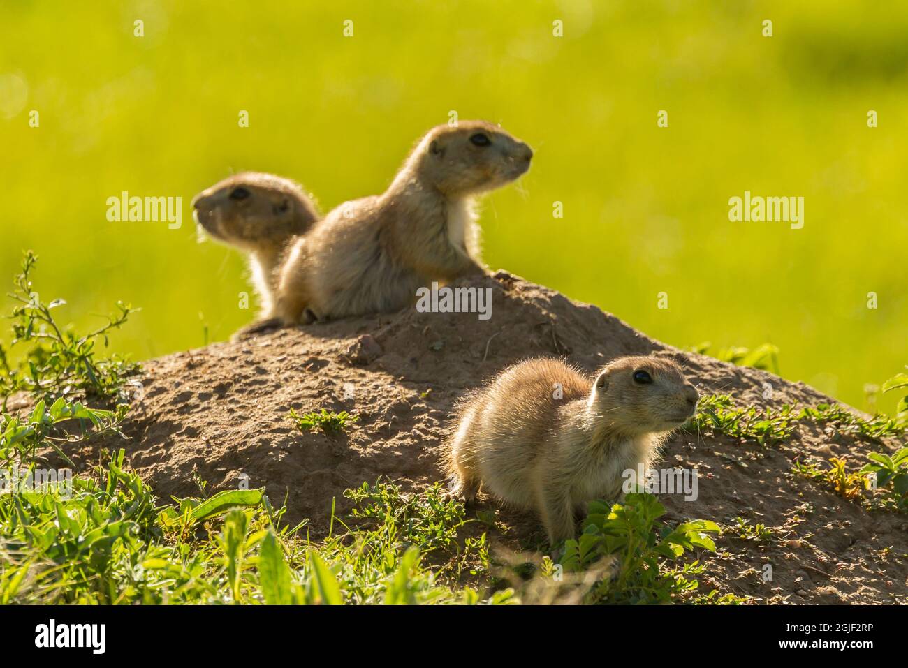 USA, South Dakota, Custer State Park, young prairie dogs at den Stock ...