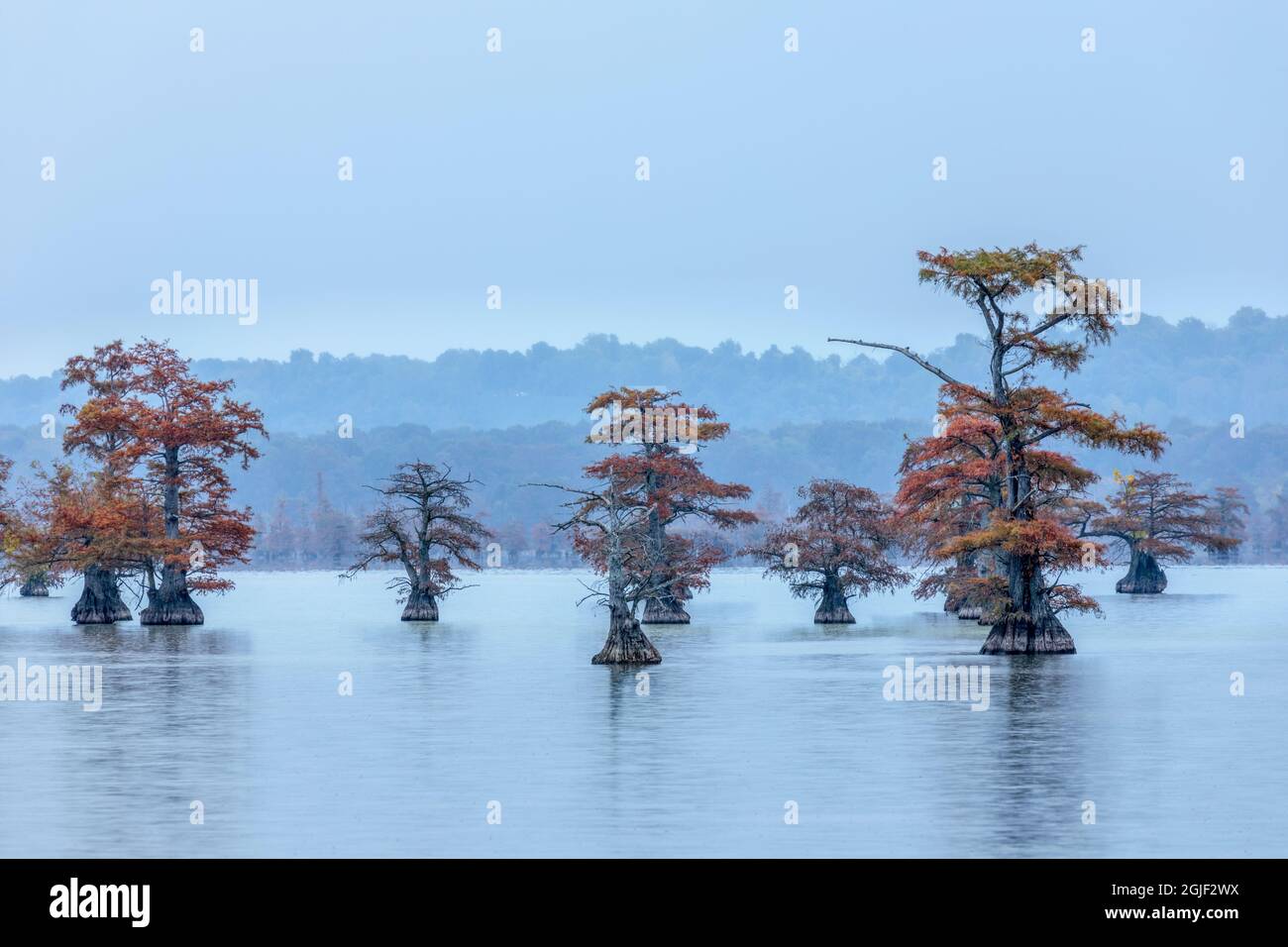 Autumn view of Bald Cypress trees, Reelfoot Lake State Park, Tennessee ...