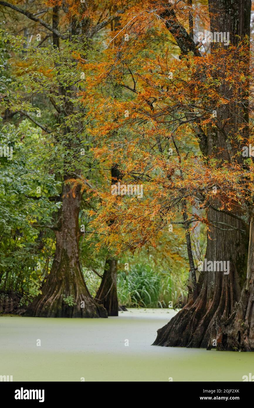 Autumn view of Bald Cypress trees, Reelfoot Lake State Park, Tennessee ...