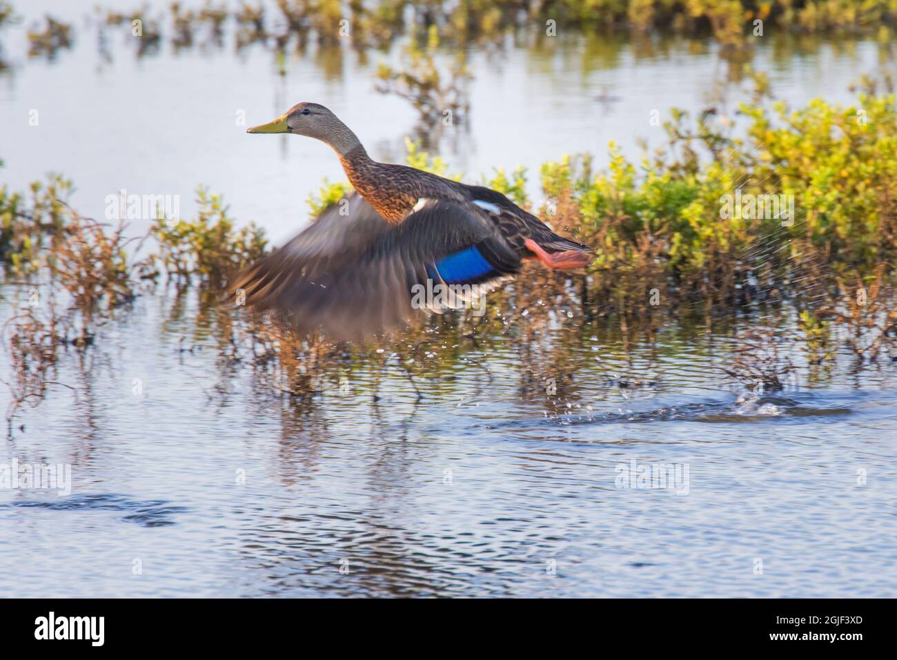 Mottled duck flying. Stock Photo