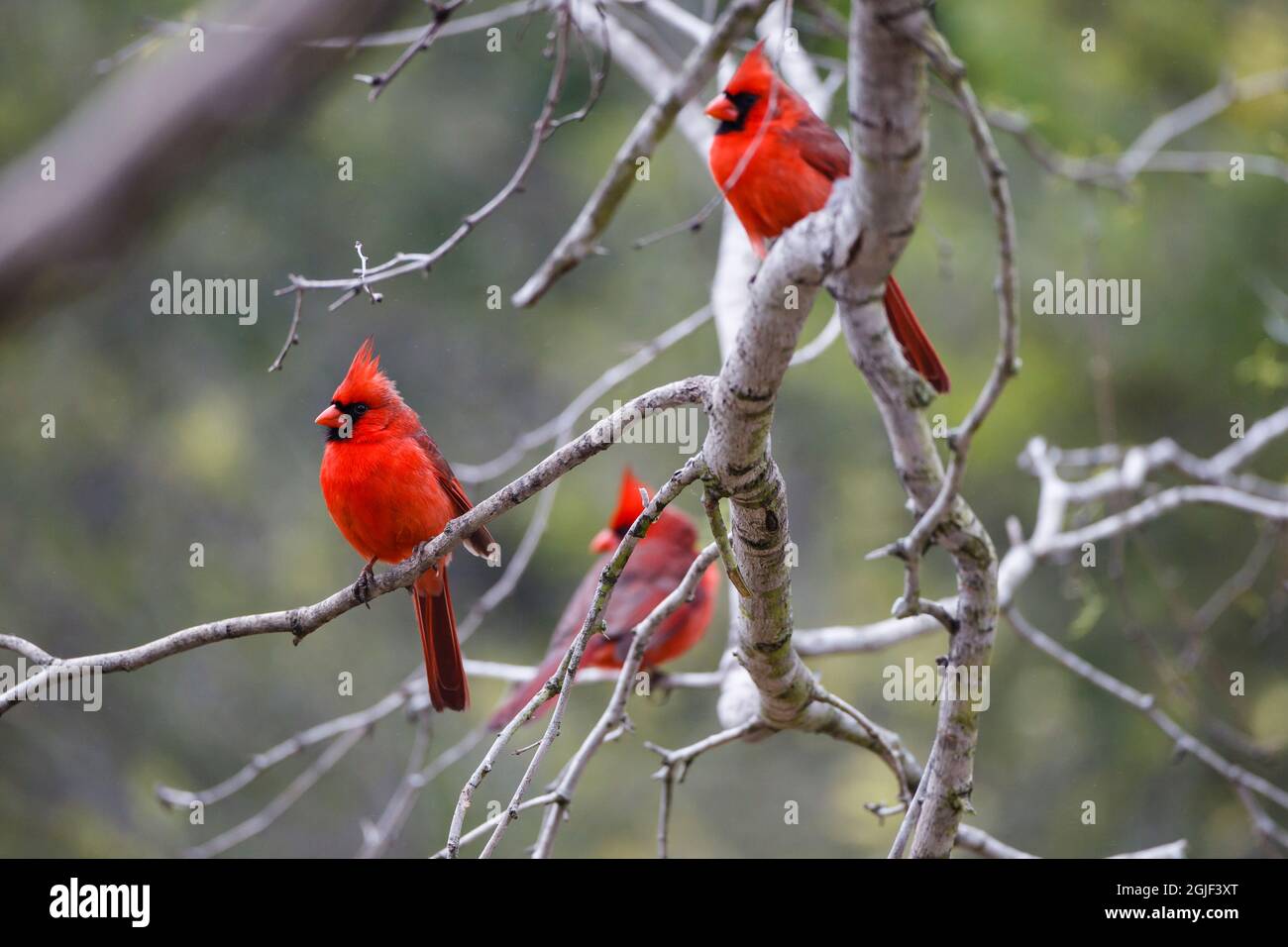 Northern cardinal males in habitat. Stock Photo