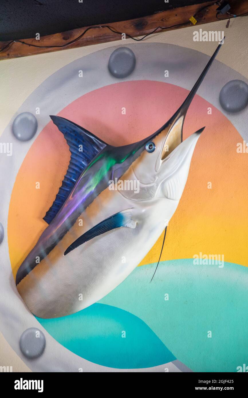 Blue marlin jumping Stock Photo Alamy