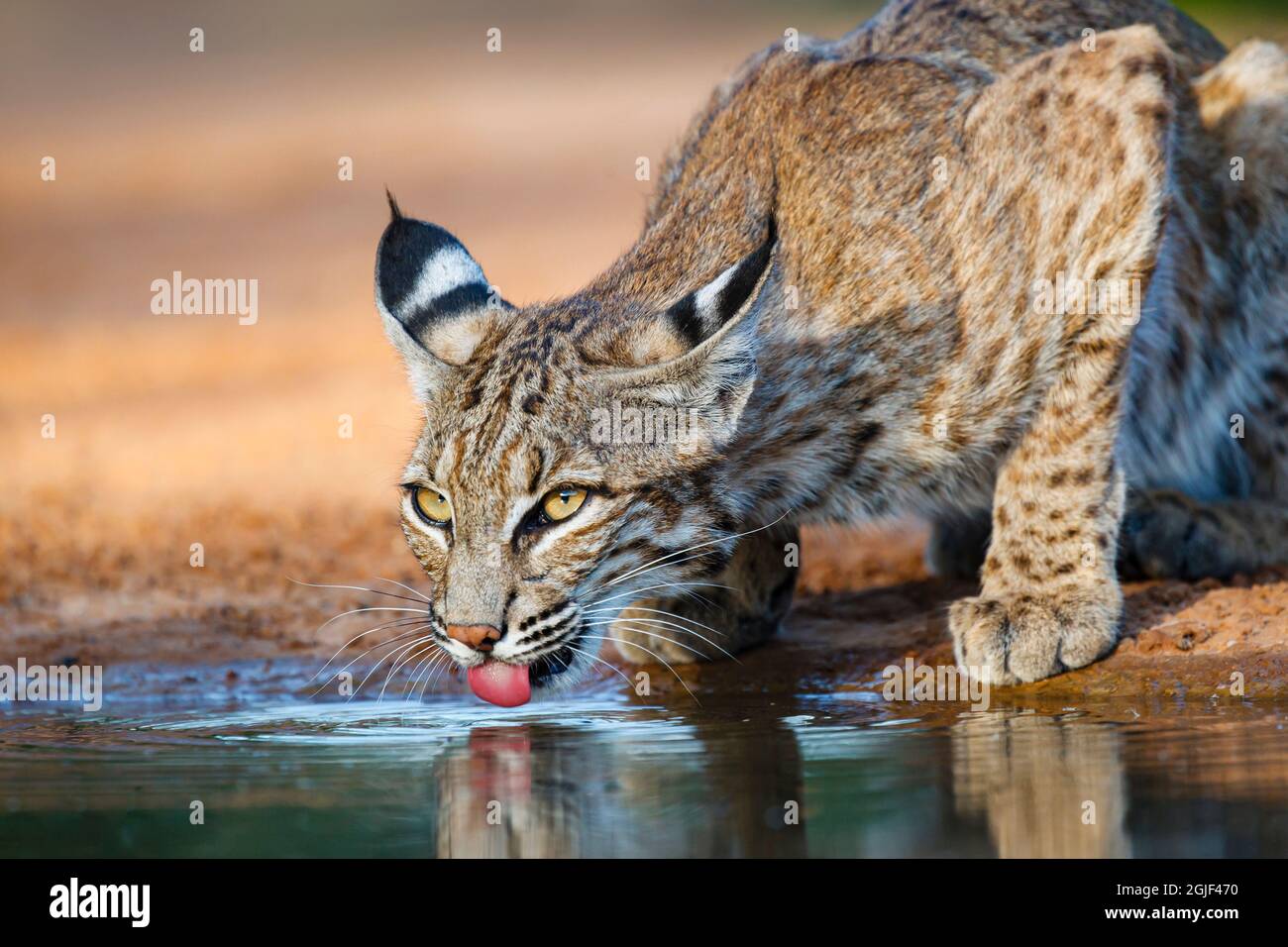 Bobcat (Lynx rufus) drinking. Stock Photo