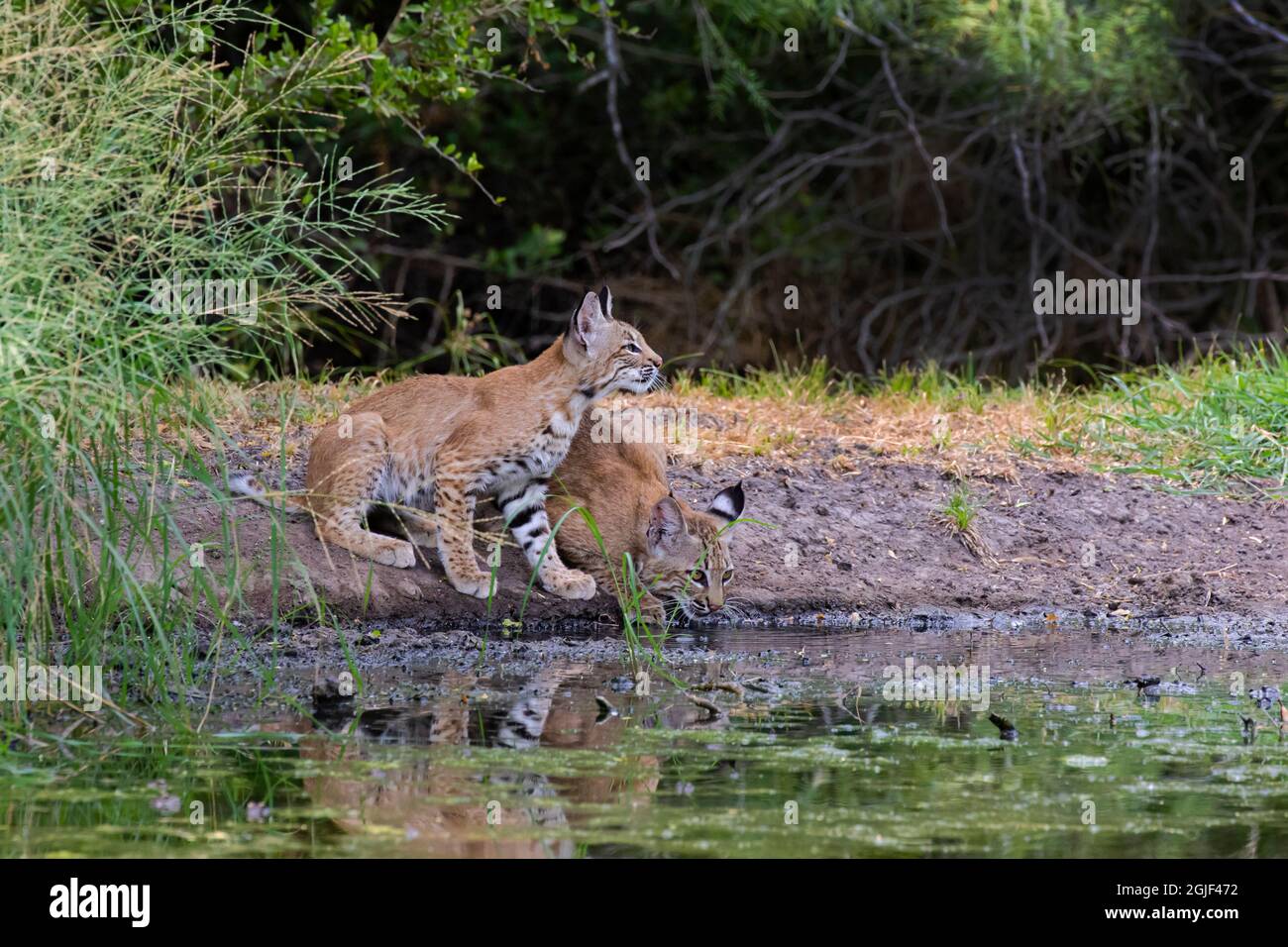 Bobcats (Lynx rufus) drinking Stock Photo
