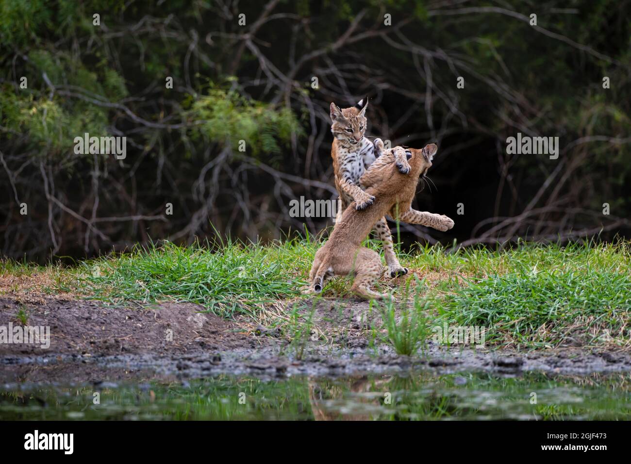 Bobcats (Lynx rufus) siblings playing Stock Photo - Alamy