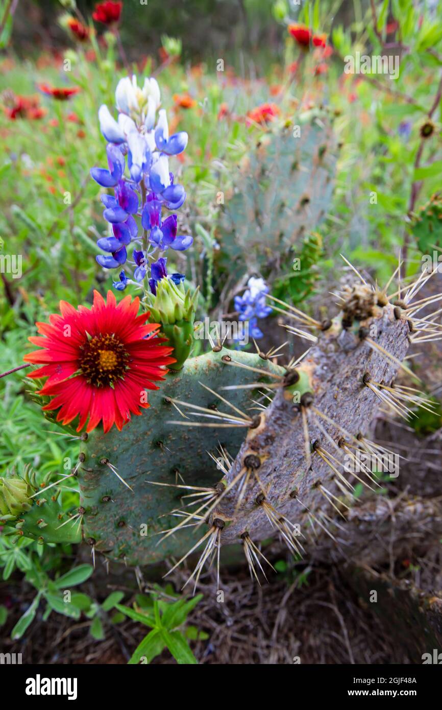 Firewheels and Bluebonnets with Prickly Pear Cactus Stock Photo