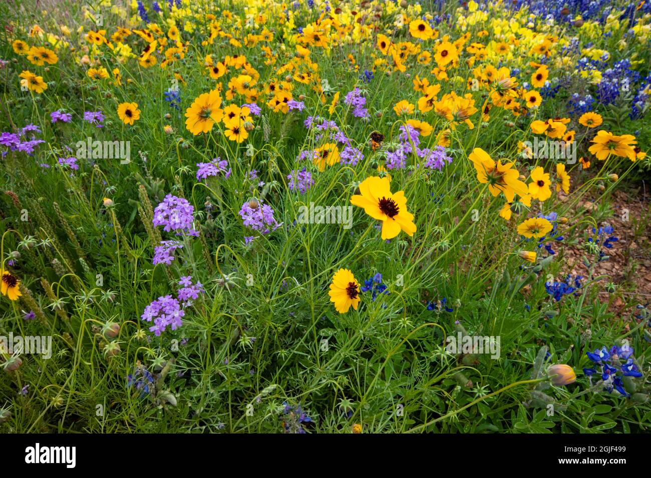 Slender Greenthread (Thelesperma simplicifolium) and Wright's Vervain (Verbena wrightii) wildflowers. (Editorial Use Only) Stock Photo