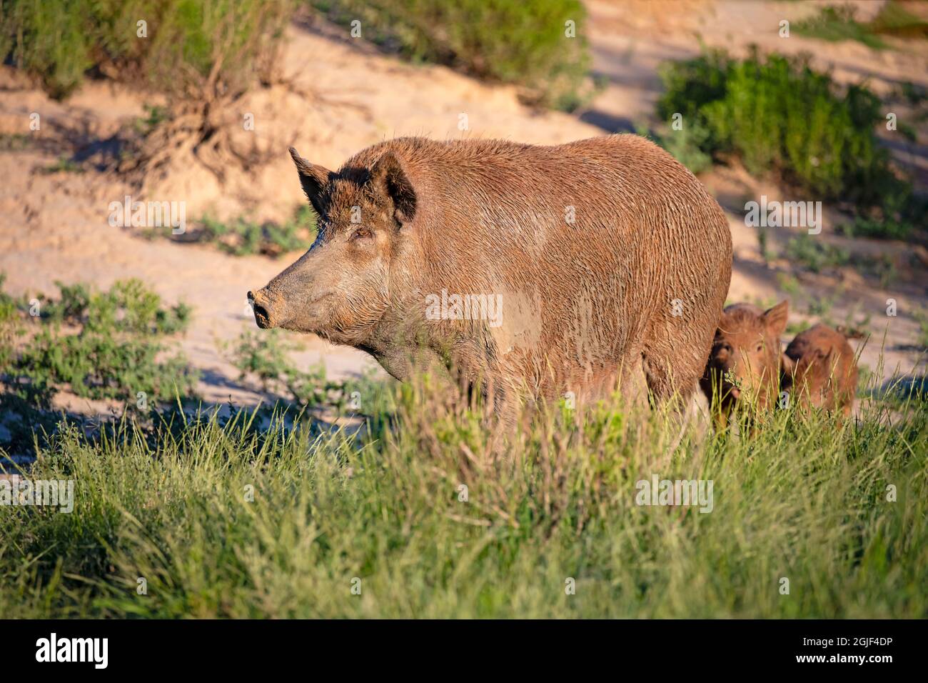 Feral pig texas hires stock photography and images Alamy