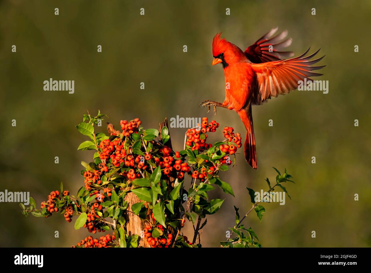 Northern Cardinal landing on berries Stock Photo