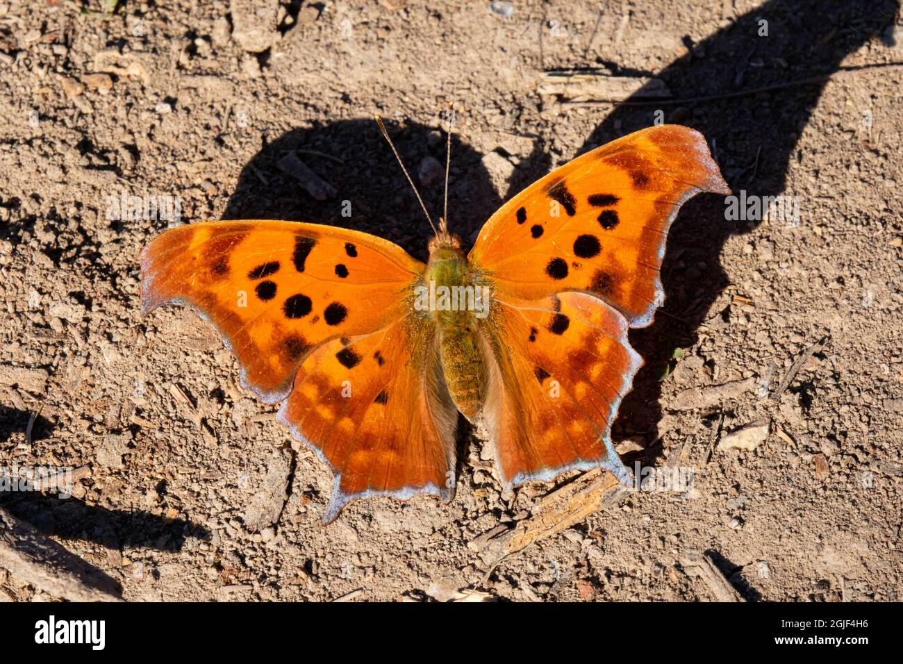 Question Mark (Polygonia interrogationis) sunning Stock Photo