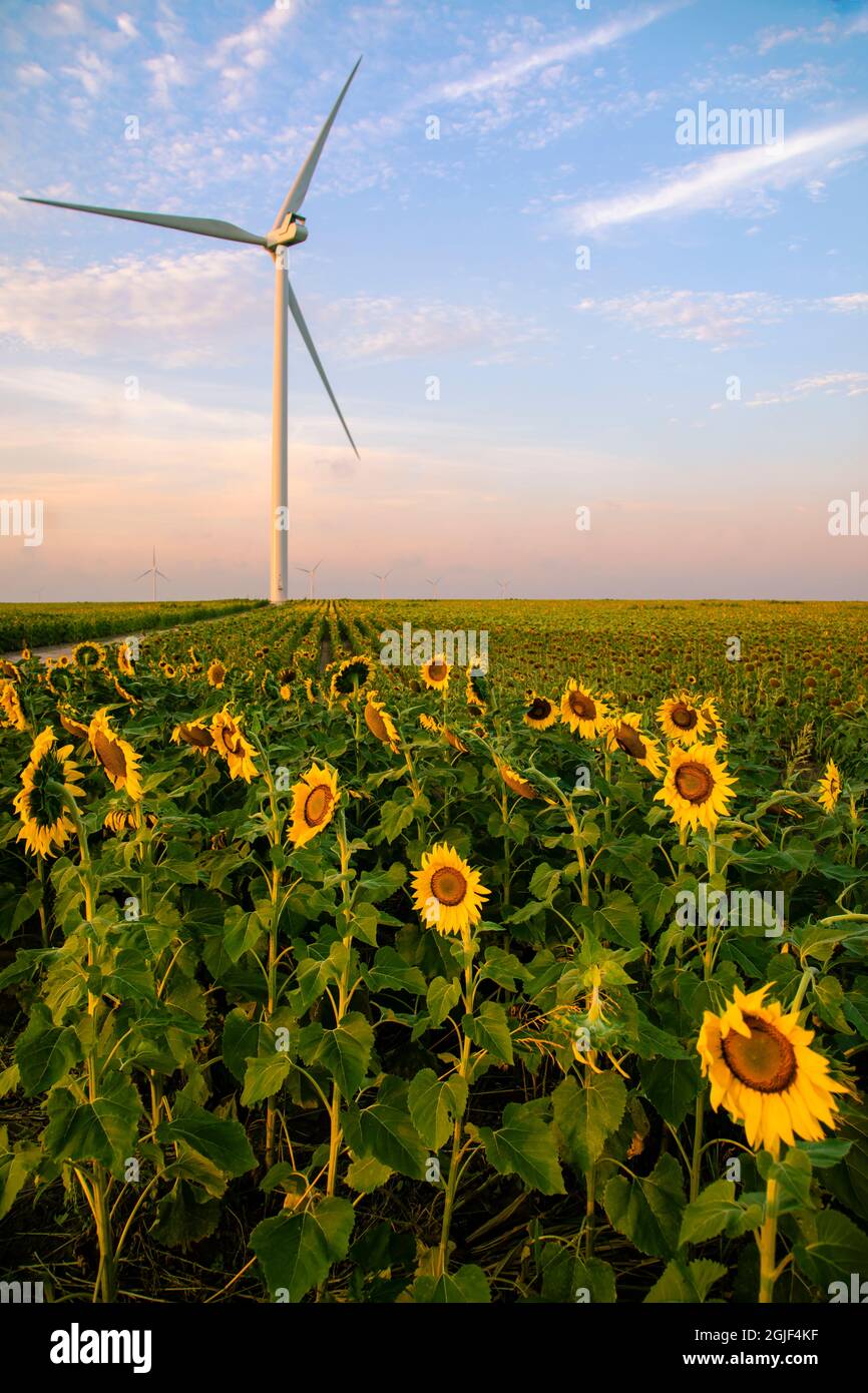 Wind power and sunflowers forever, west of Edinburg, Texas Stock Photo
