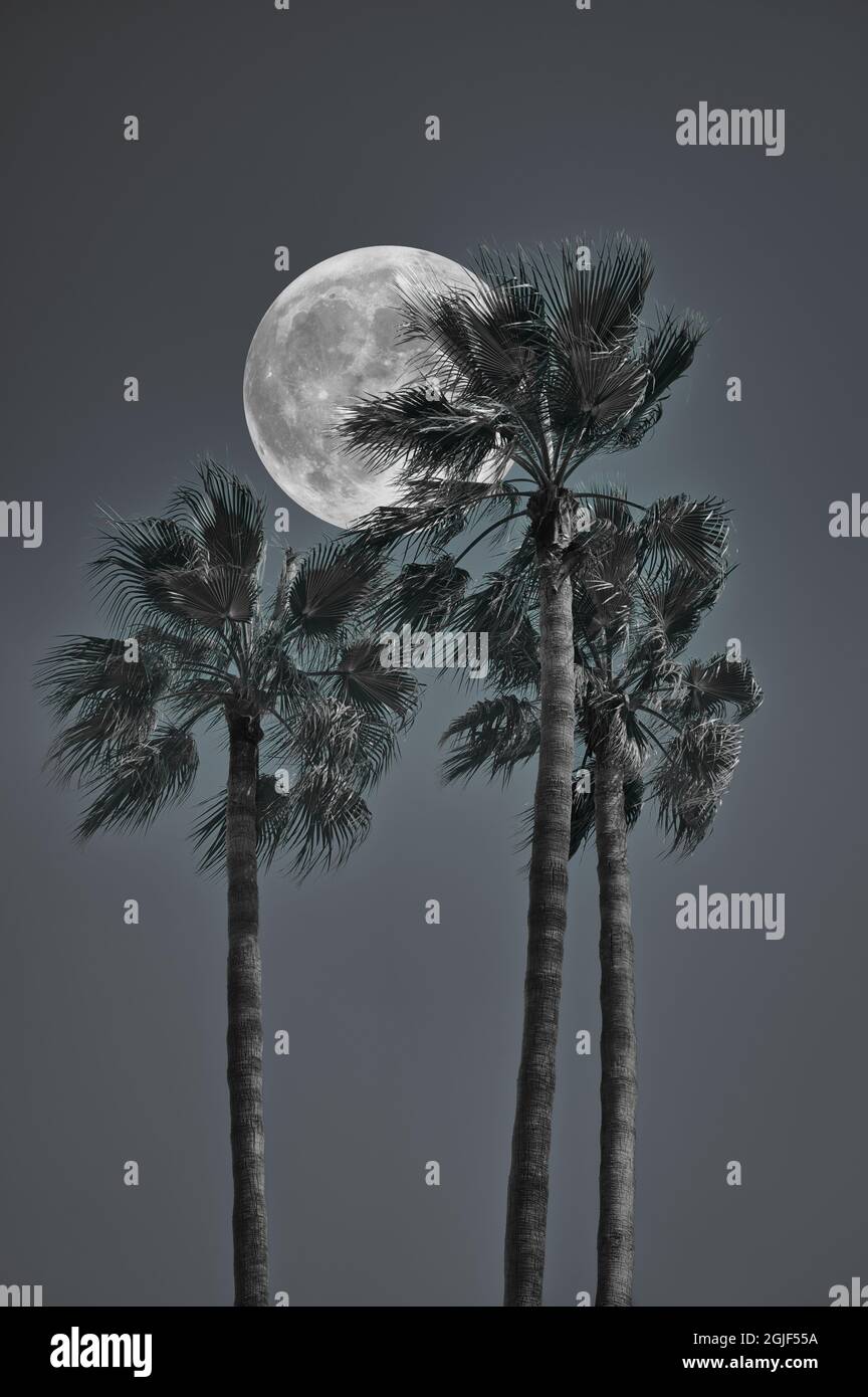 Fantasy editing of palm trees photography in black and white with full moon  in background Stock Photo - Alamy