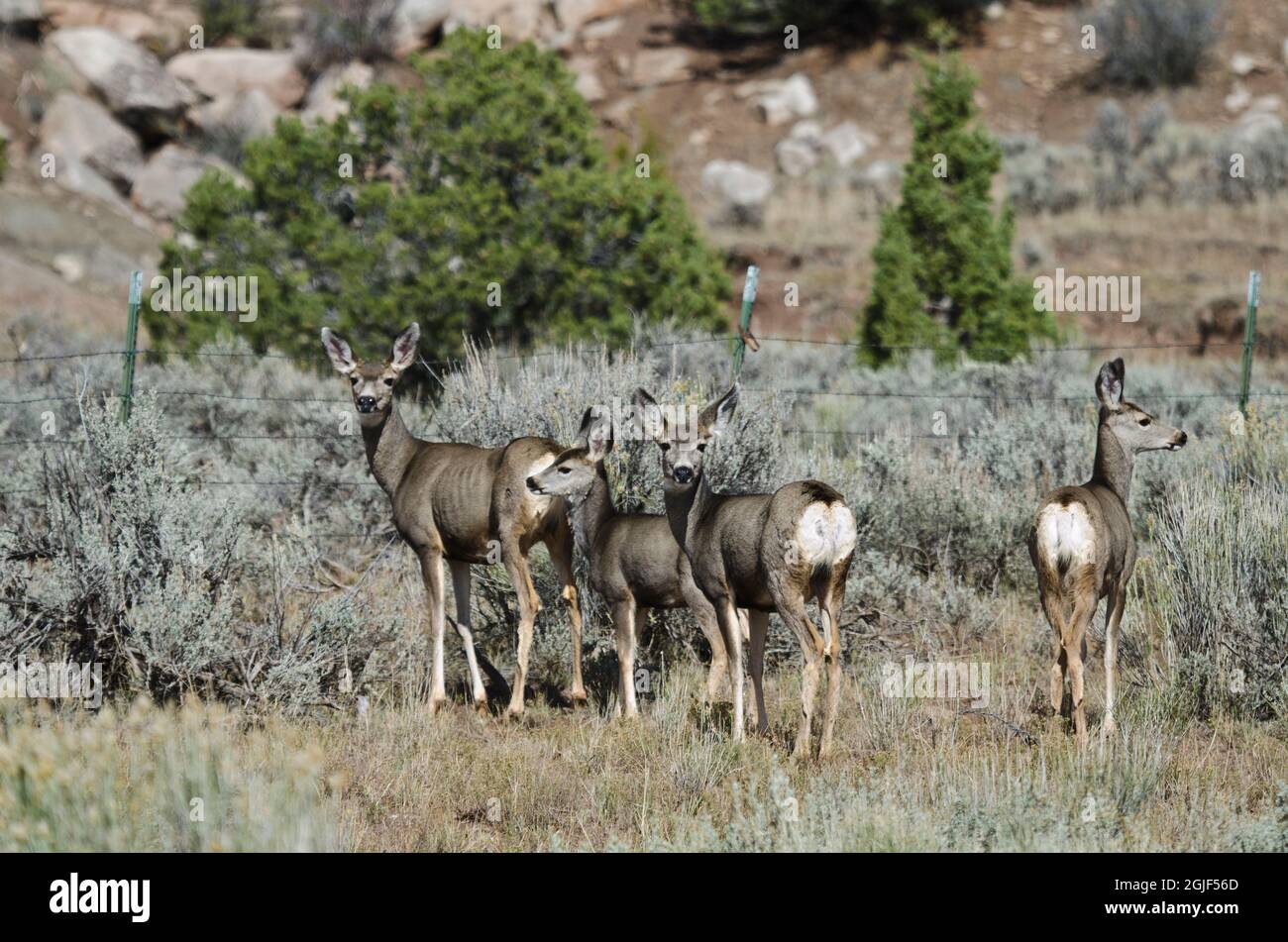 USA, Utah. Wellington, Ninemile Canyon, mule deer Stock Photo Alamy