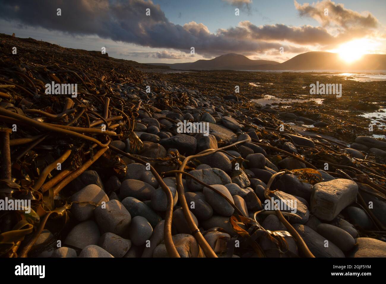 Warebeth Beach with kelp seaweed washed up after storm, Orkney Isles Stock Photo