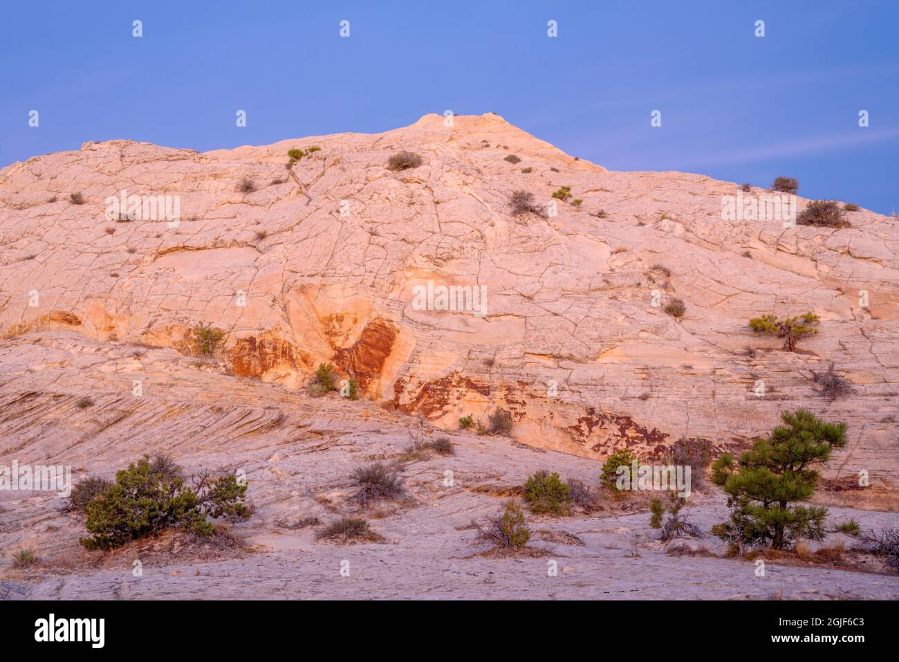 USA, Utah, Grand Staircase - Escalante National Monument, Dawn sky over eroded Navajo sandstone with scattered pinyon pine trees; near the Burr Trail. Stock Photo