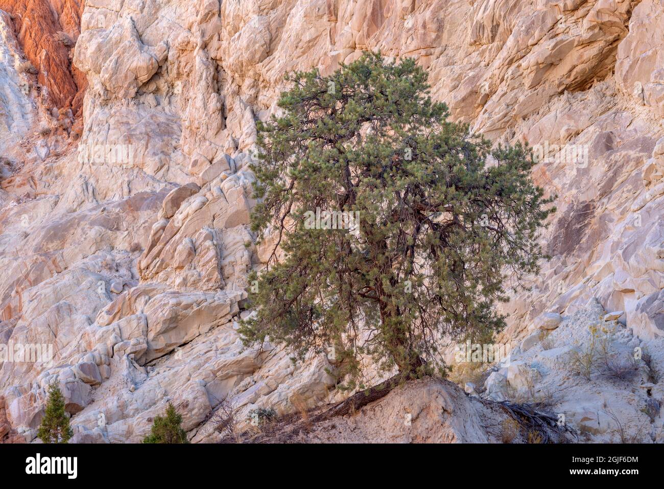 USA, Utah, Grand Staircase Escalante National Monument; Mature pinyon pine and small juniper against rock formation called The Cockscomb; Cottonwood C Stock Photo