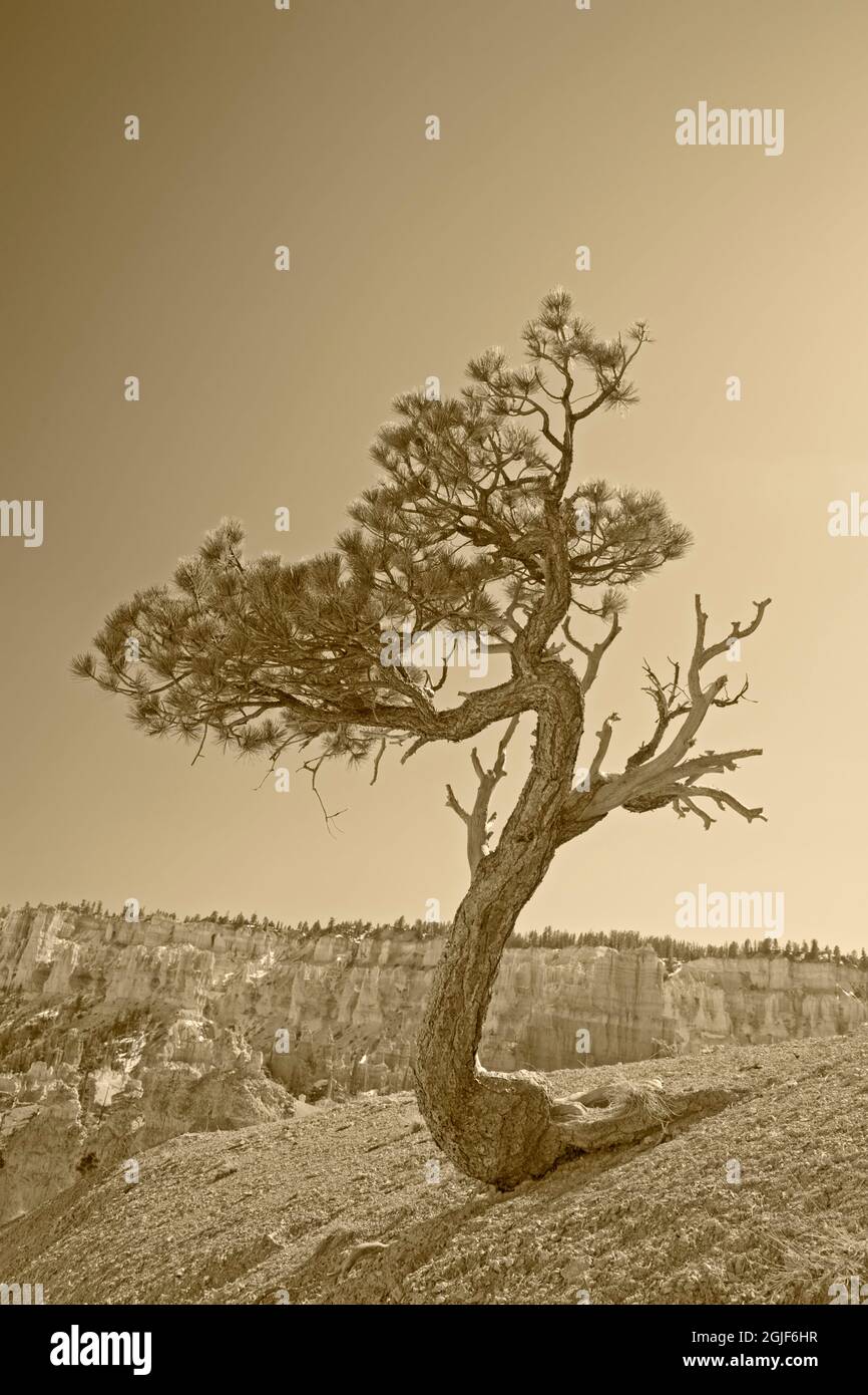 USA, Utah. Bryce Canyon National Park, limber pine tree. Stock Photo