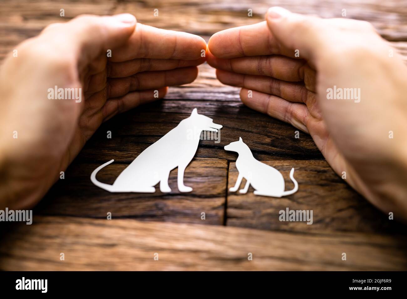 Animal Pet Insurance. Secure Dog And Car Stock Photo