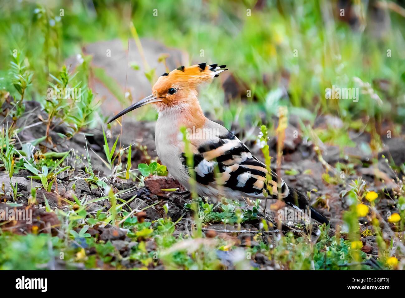Hoopoe bird hires stock photography and images Alamy