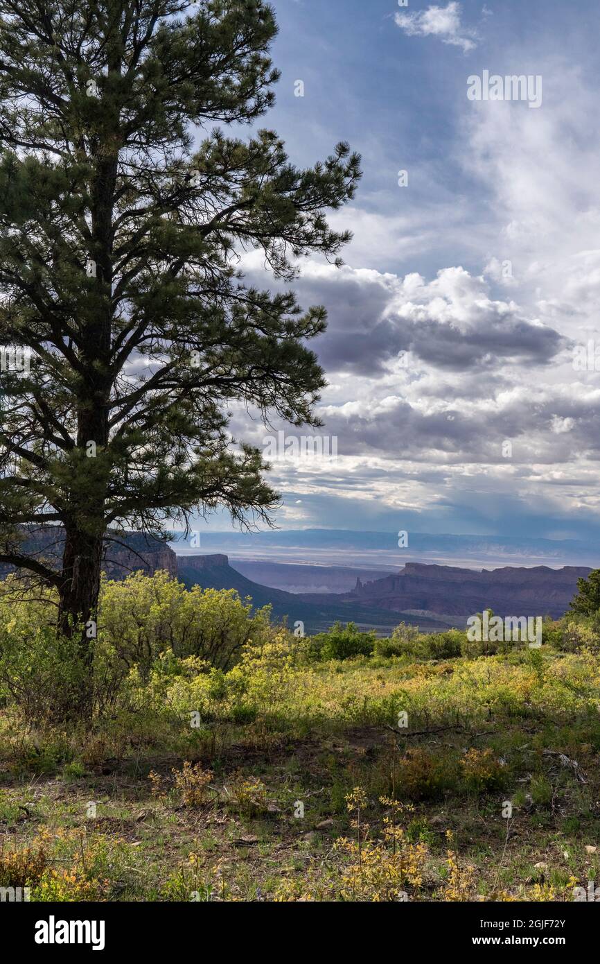 USA, Utah. Overlooking Castle Valley from the Manti-La Sal National Forest. Stock Photo