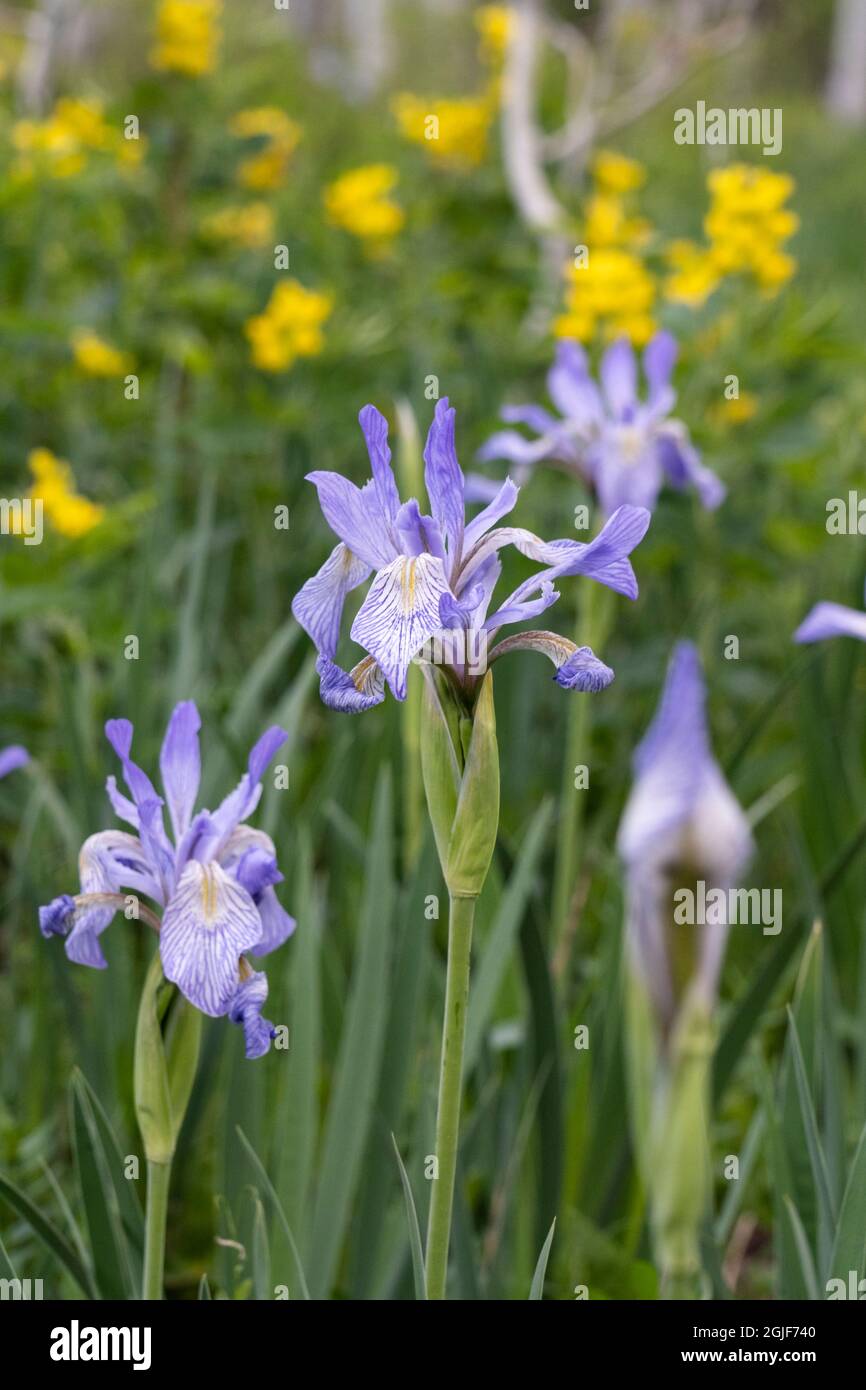 USA, Utah. Wild Iris (Iris missouriensus) in the Manti-La Sal National Forest. Stock Photo