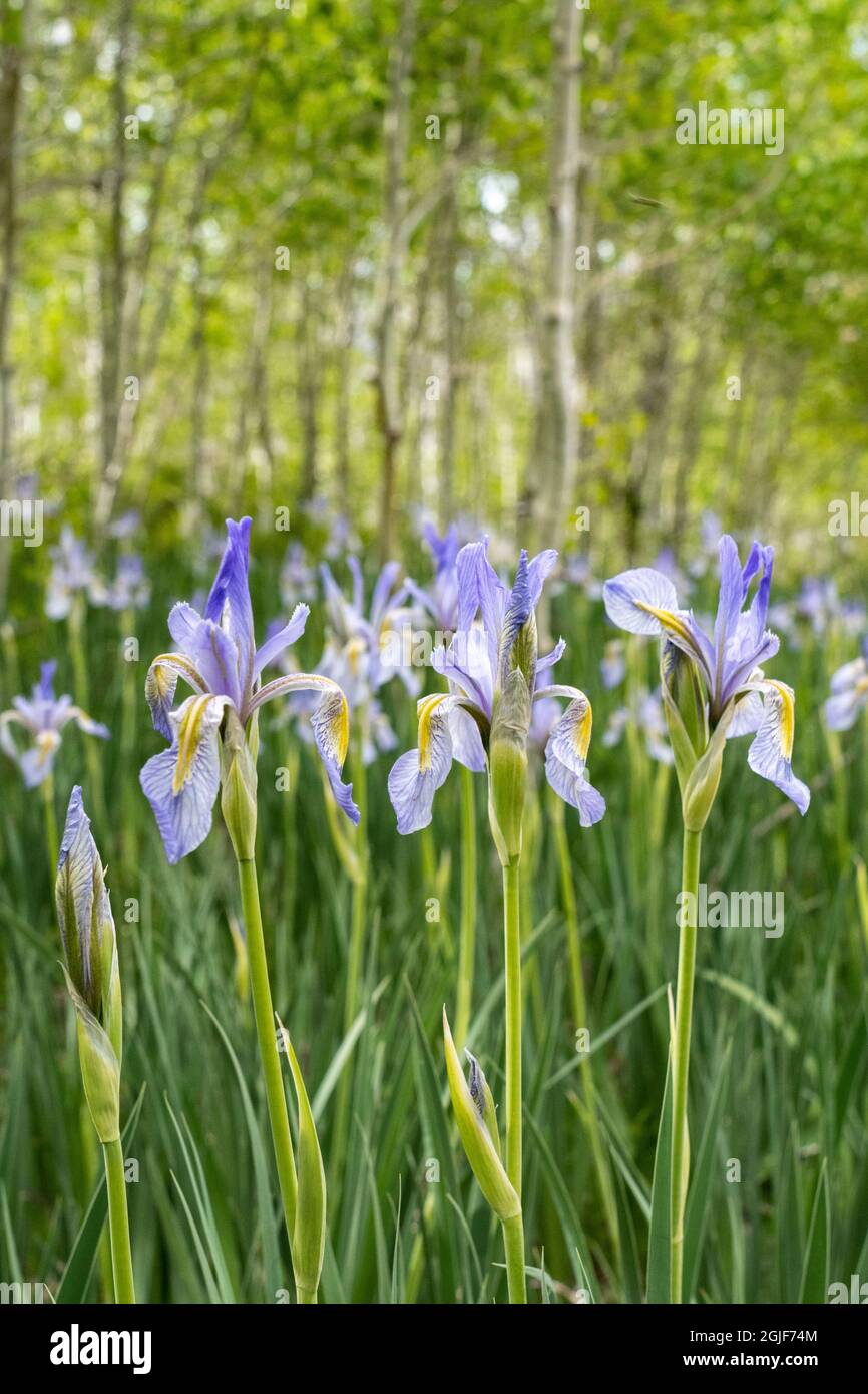 USA, Utah. Wild Iris (Iris missouriensus) in the Manti-La Sal National Forest. Stock Photo