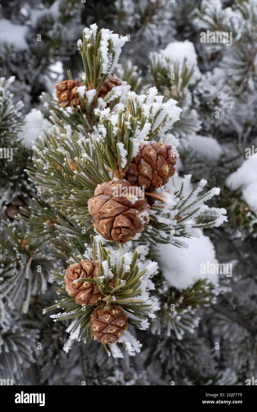 USA, Utah. Hoar frost covered pinyon pine , detail, Island in the Sky, Canyonlands National Park. Stock Photo