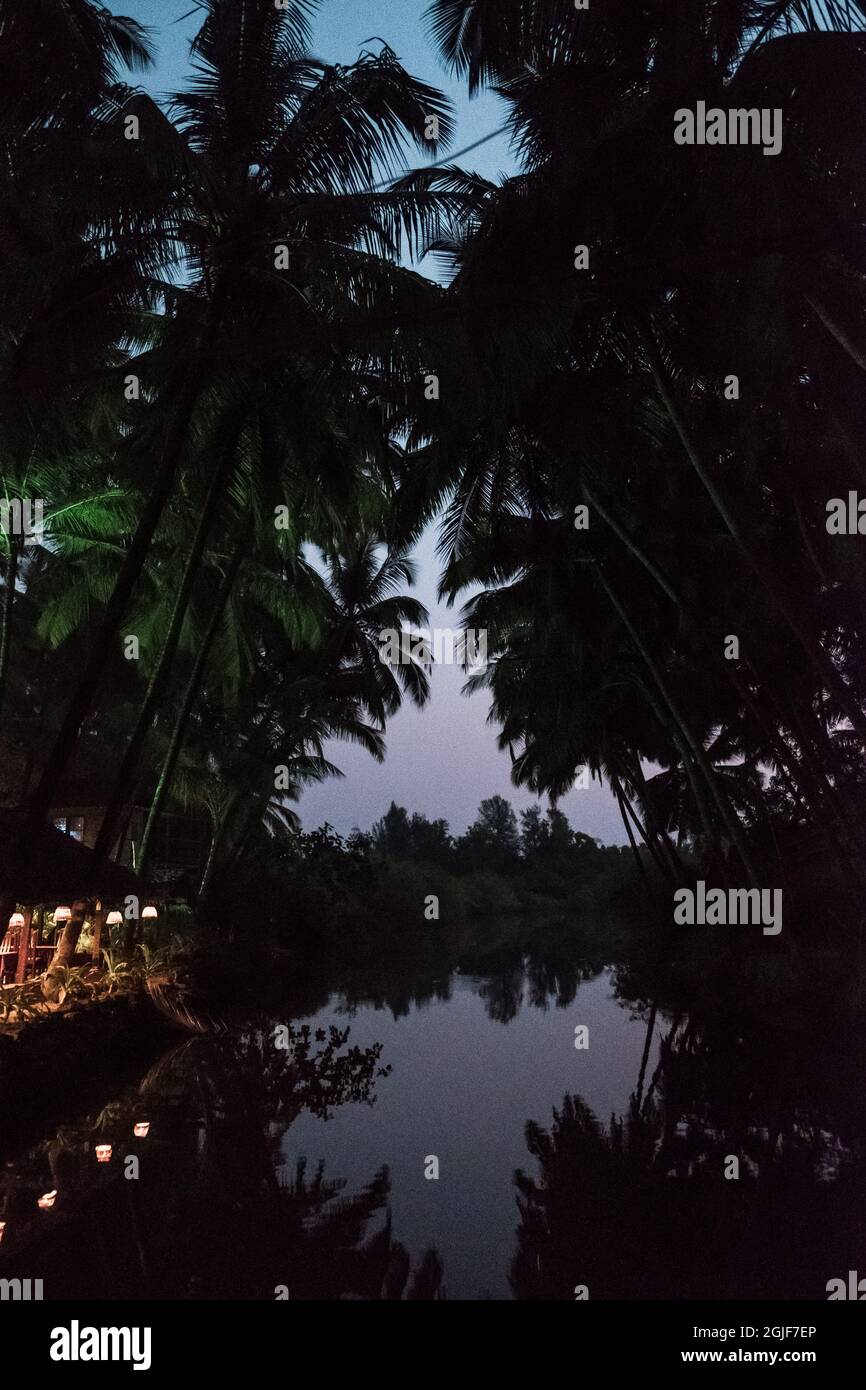 Dark palm forest hi-res stock photography and images - Alamy