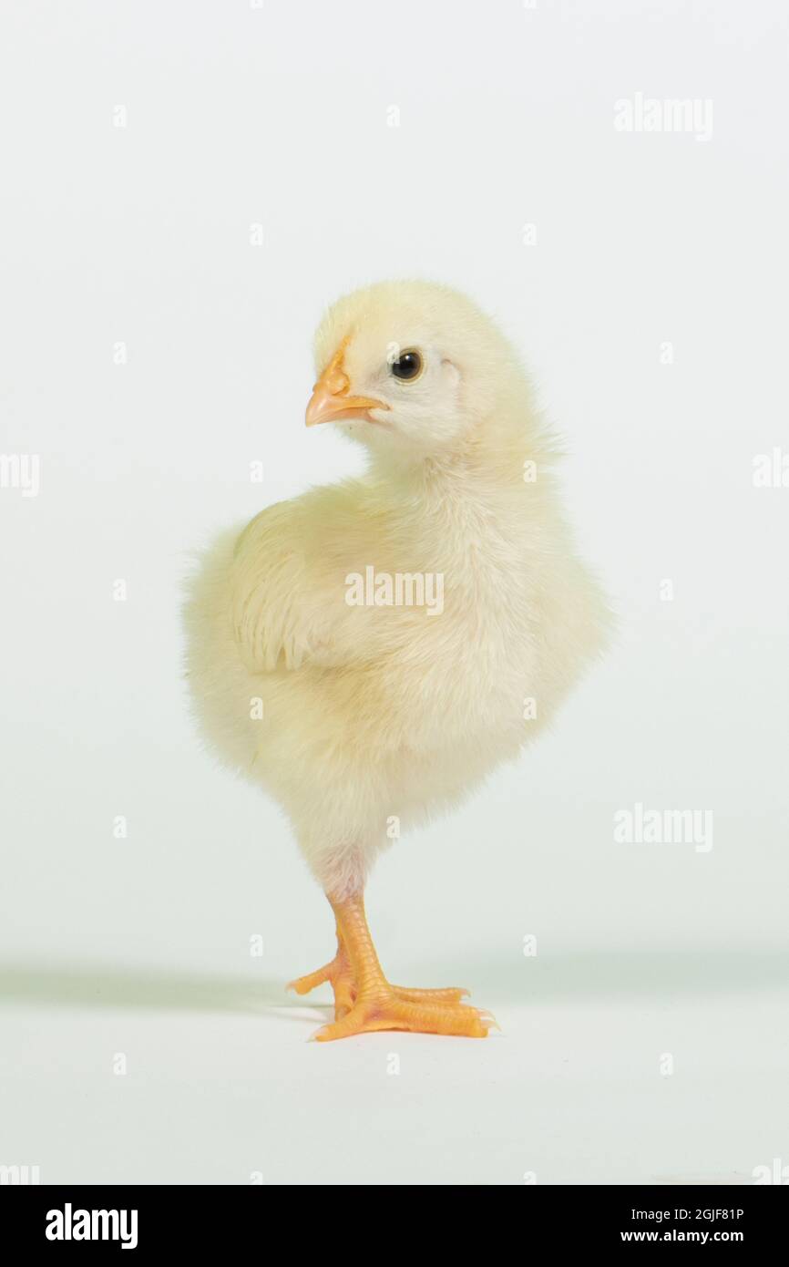 A newborn baby chick on white background Stock Photo - Alamy