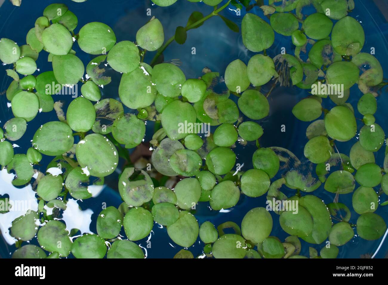 Home aquarium floating plants called Amazon frogbit or Limnobium Laevigatum bitten by freshwater fishes. Leaves are torn. Top view. Stock Photo