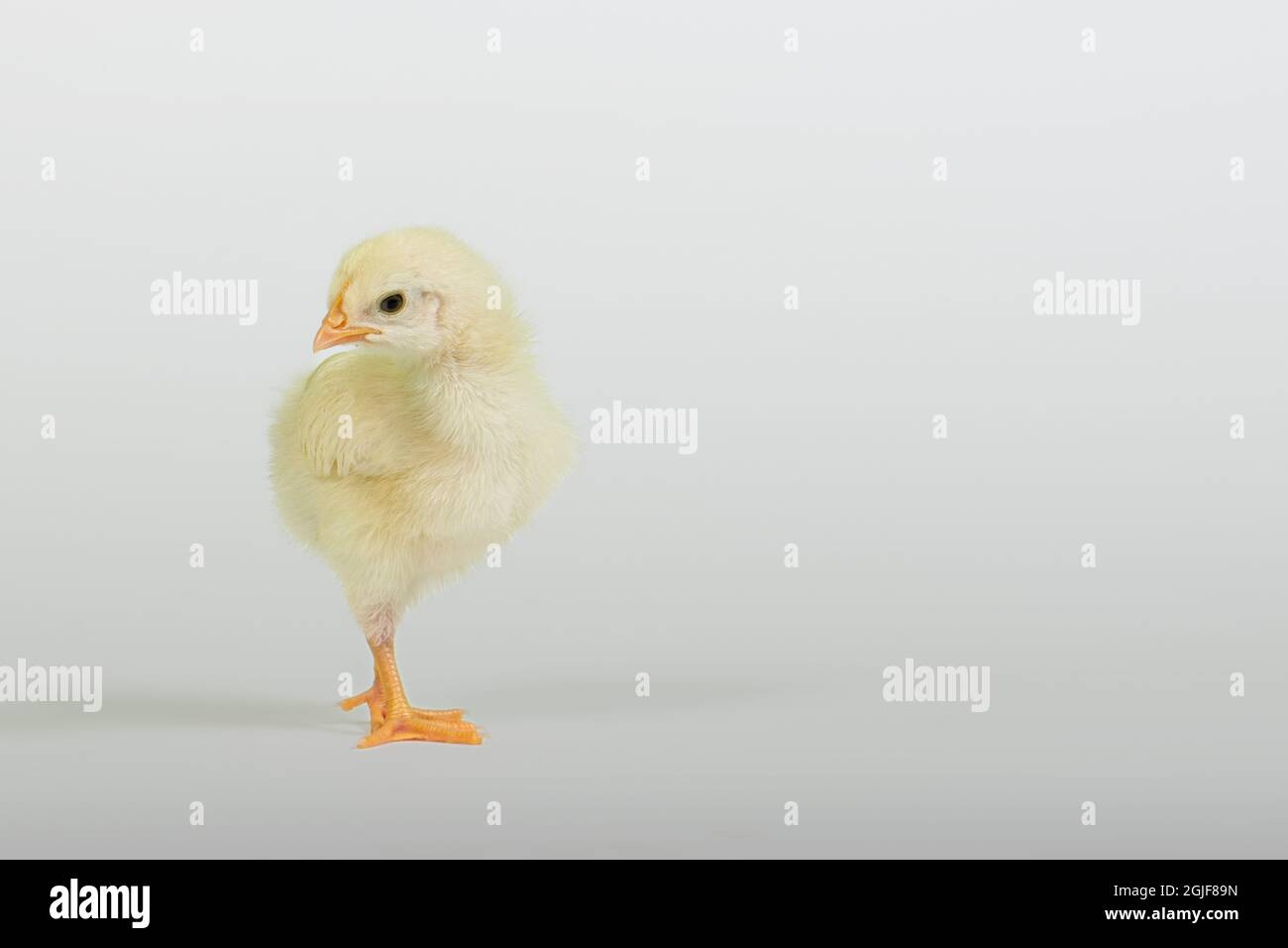 A newborn baby chick on white background Stock Photo - Alamy