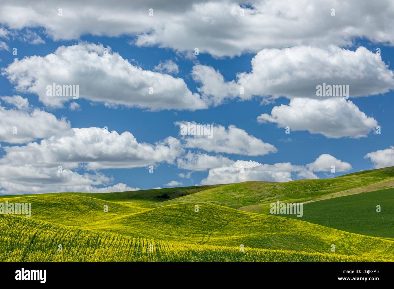 Expansive canola crop on rolling hills and cumulus clouds, Palouse agricultural region of Eastern Washington State. Stock Photo