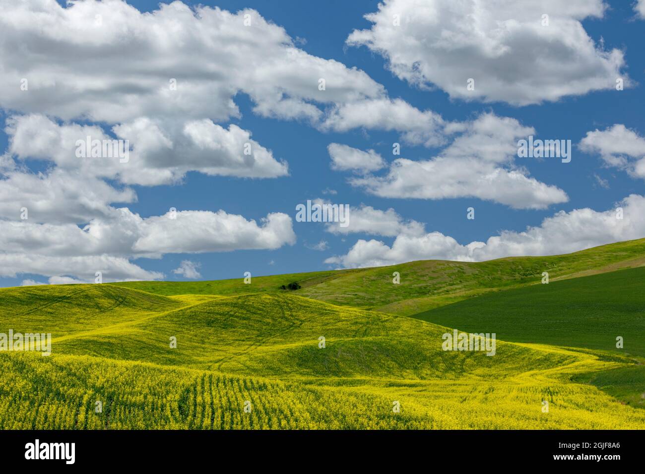 Expansive canola crop on rolling hills and cumulus clouds, Palouse agricultural region of Eastern Washington State. Stock Photo