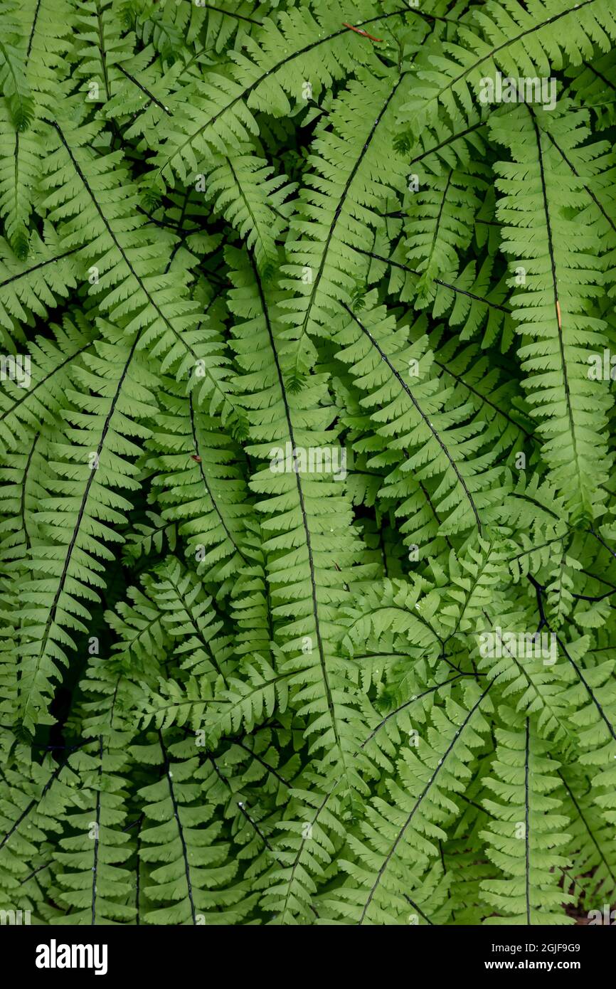 Maidenhair ferns hi-res stock photography and images - Alamy