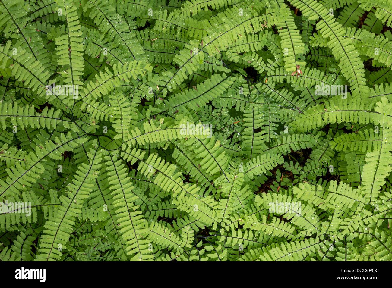 USA, Washington State, Olympic National Park. Maidenhair ferns. Credit as: Don Paulson / Jaynes Gallery / DanitaDelimont.com Stock Photo