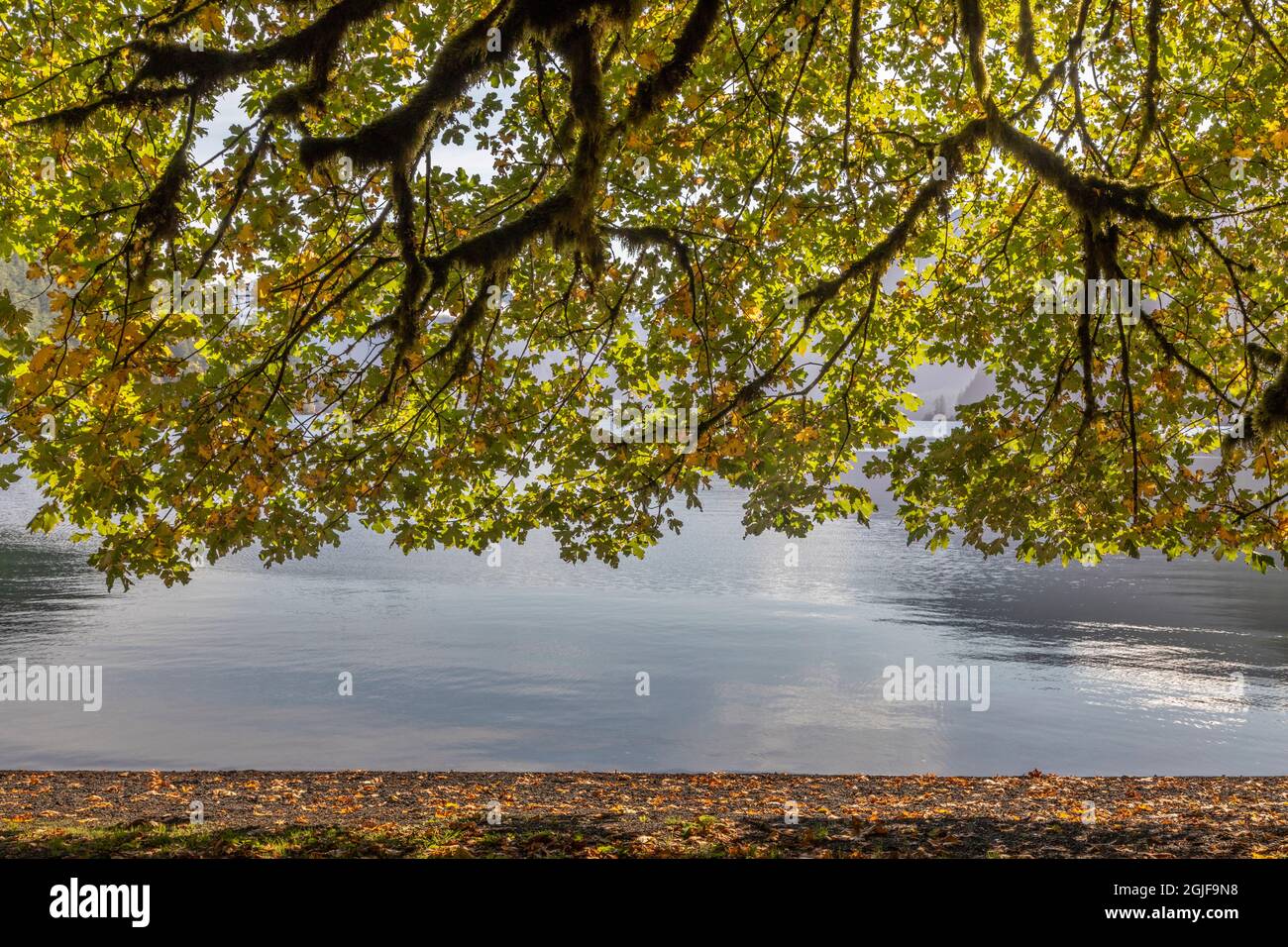 Bigleaf maple tree hi-res stock photography and images - Alamy