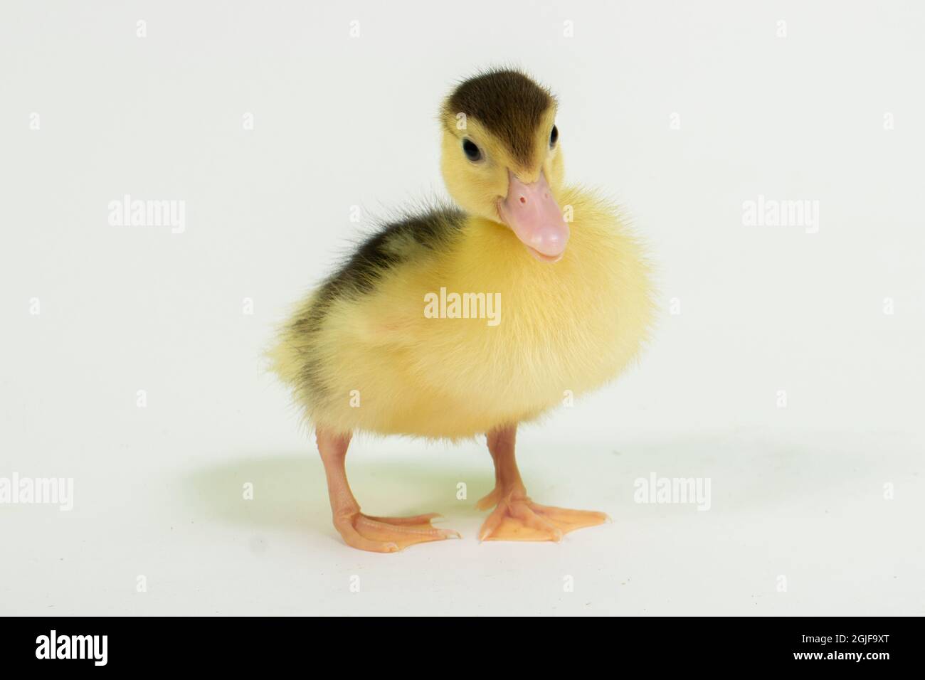 Cute animal baby duck white background Stock Photo